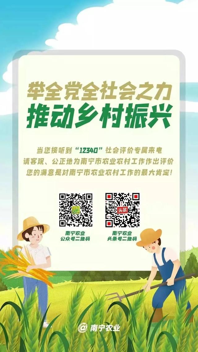 緊急重要丨南寧市2022年市本級財政投資鄉(xiāng)村振興農(nóng)業(yè)全產(chǎn)業(yè)鏈提升項目申報開始！