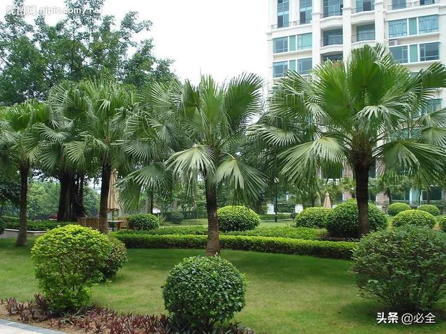 收藏丨園林綠化施工中苗木的管理技術(shù)（園林苗木管理與養(yǎng)護）